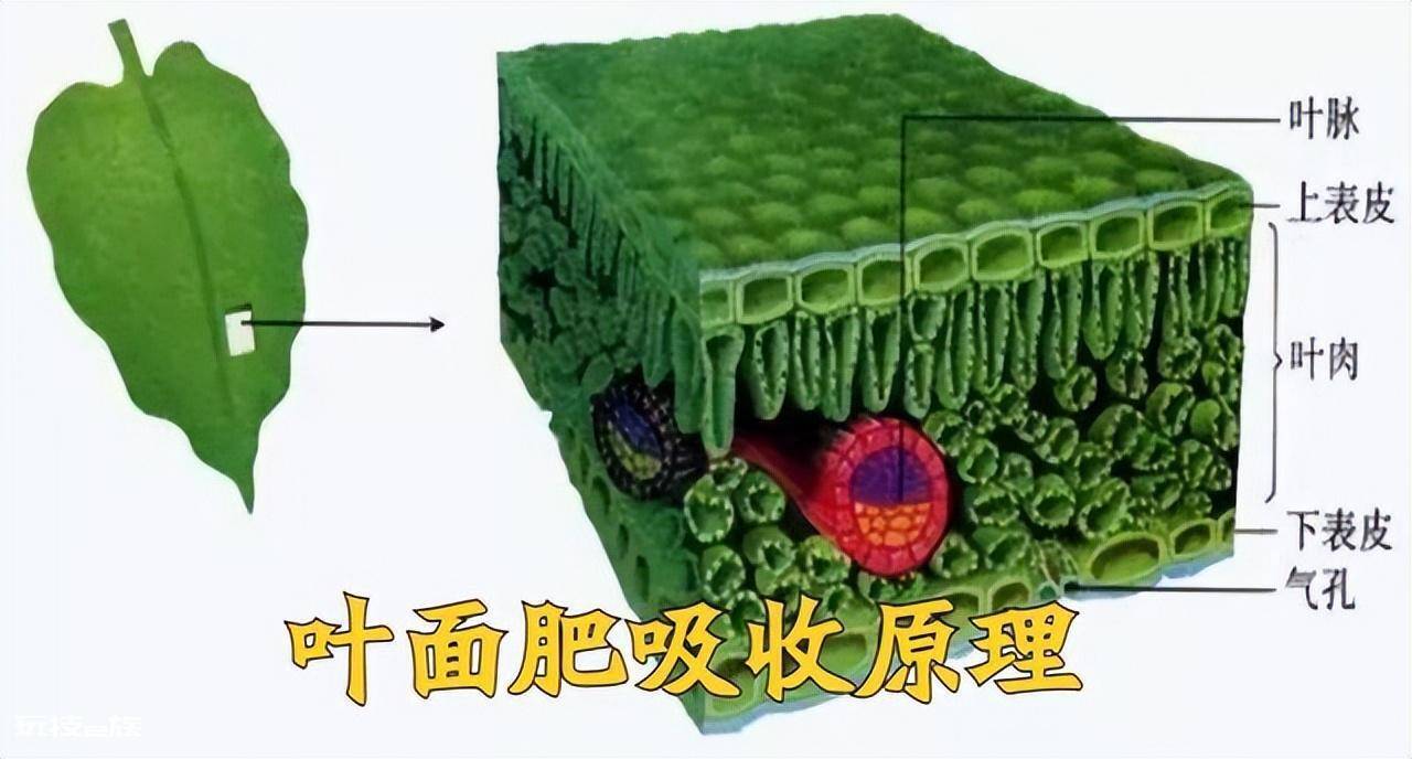 叶面肥什么时候打效果好(这样施叶面肥能达到最佳效果)-图片1